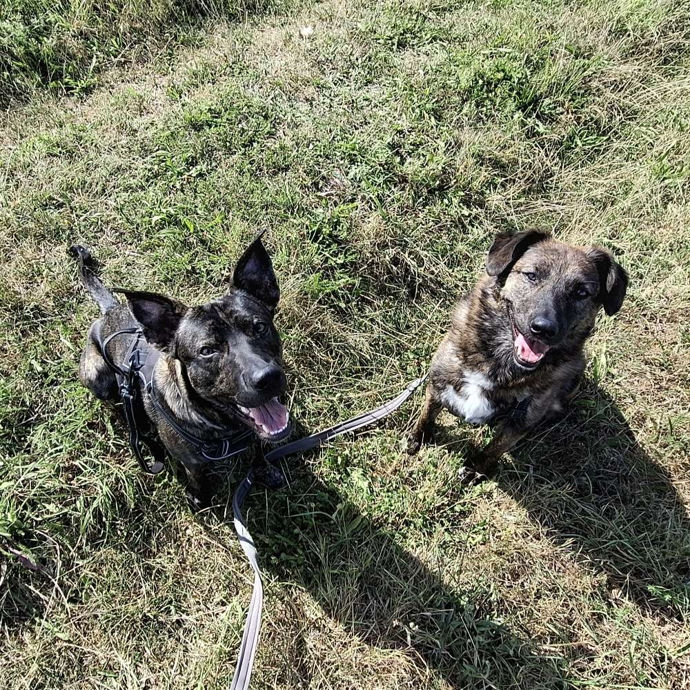 Hundetreffen-Spaziergänge/ Spielen in ruhiger Umgebung-Profilbild