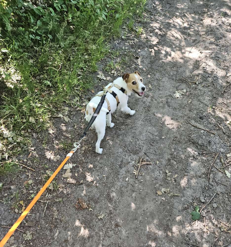 Hundetreffen-Mantrailing zu zweit-Profilbild