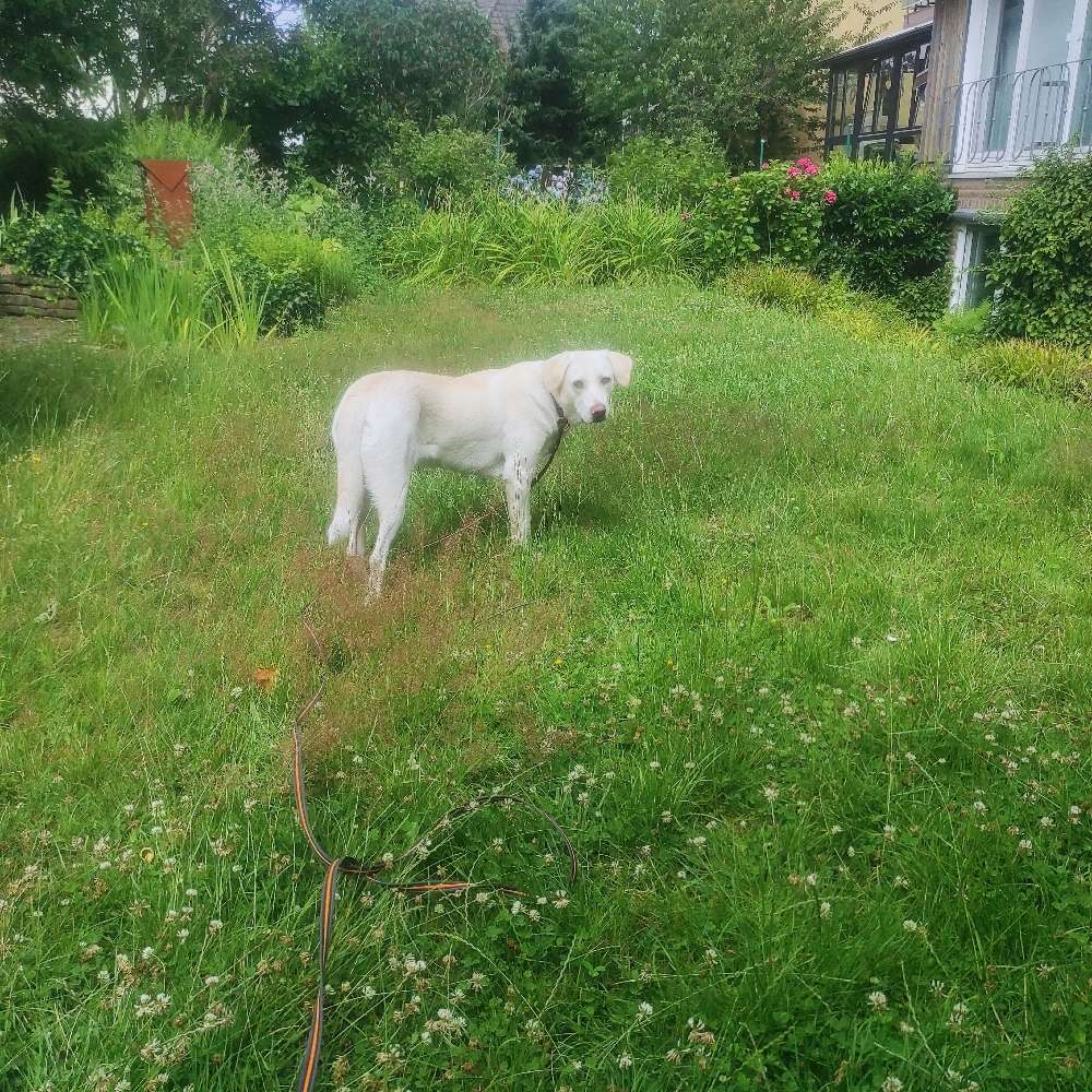 Hundetreffen-Hallo , ich trainiere Grade mit Zadi gestellte Hundebegegnung, weil sie an der Leine pobelt-Profilbild