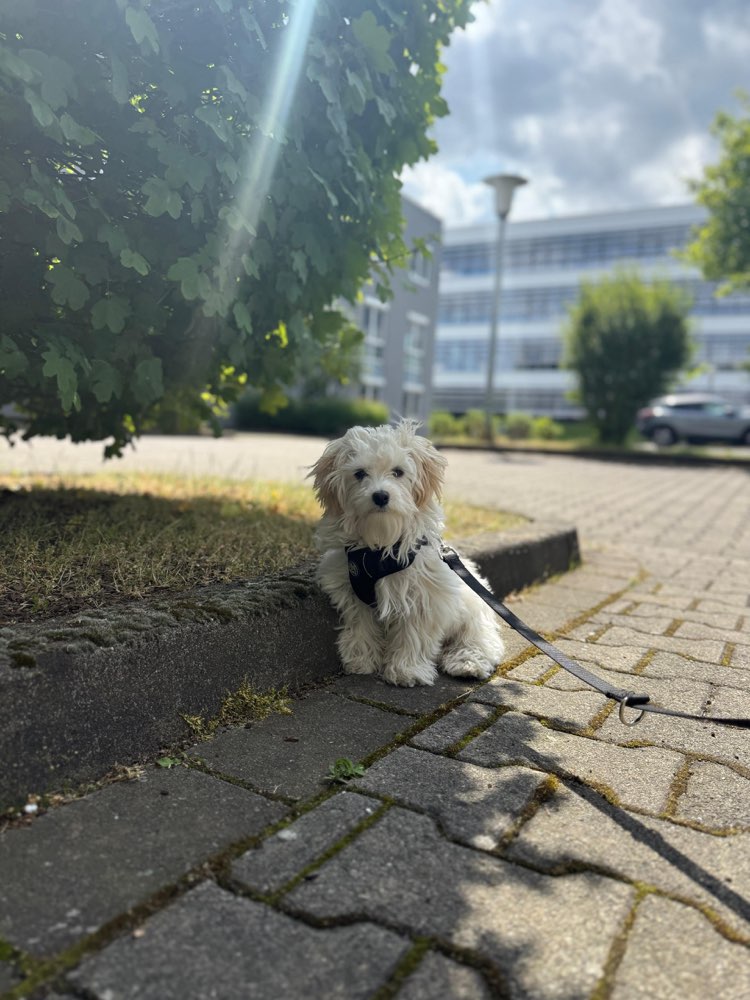 Hundetreffen-Lilly such Gassifreunde-Profilbild