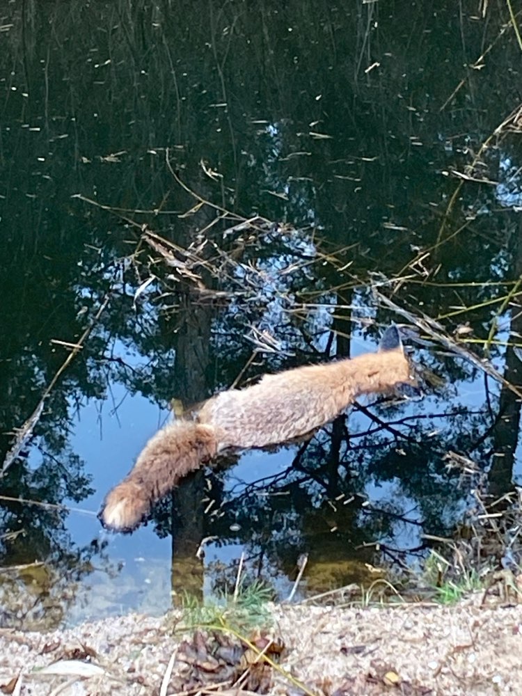 Giftköder-Toter Fuchs-Profilbild
