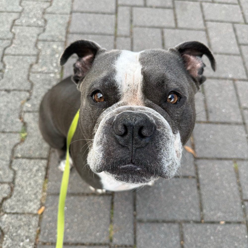 Hundetreffen-Spaziergang mit Spaß und Spiel-Profilbild