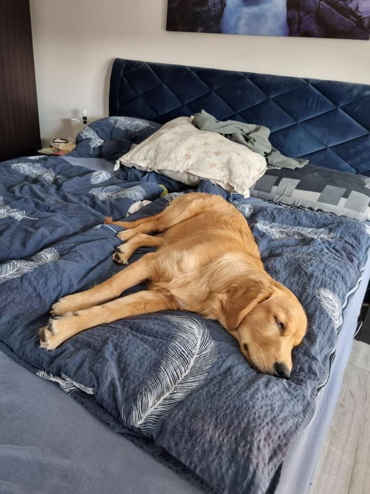 Hundetreffen-Suchen Hundefreunde zum toben-Profilbild