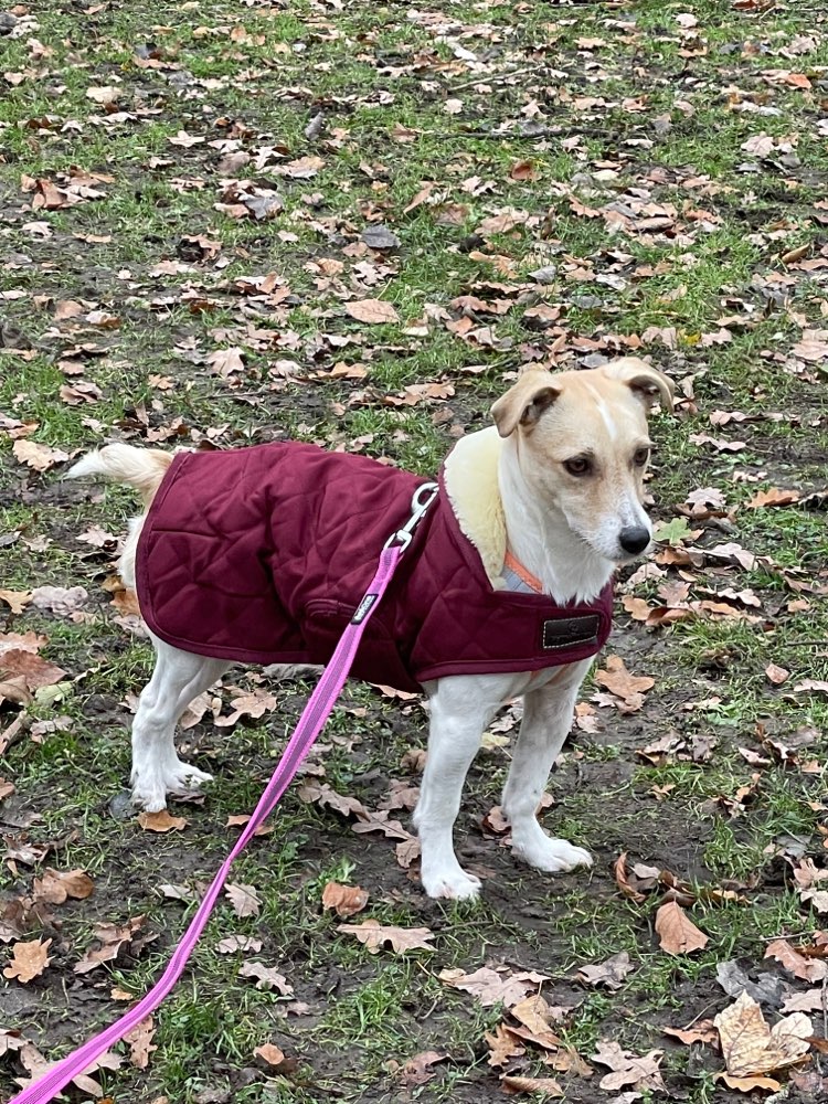 Hundetreffen-Spielgefährte und Gesellschaft für Spaziergänge gesucht-Profilbild