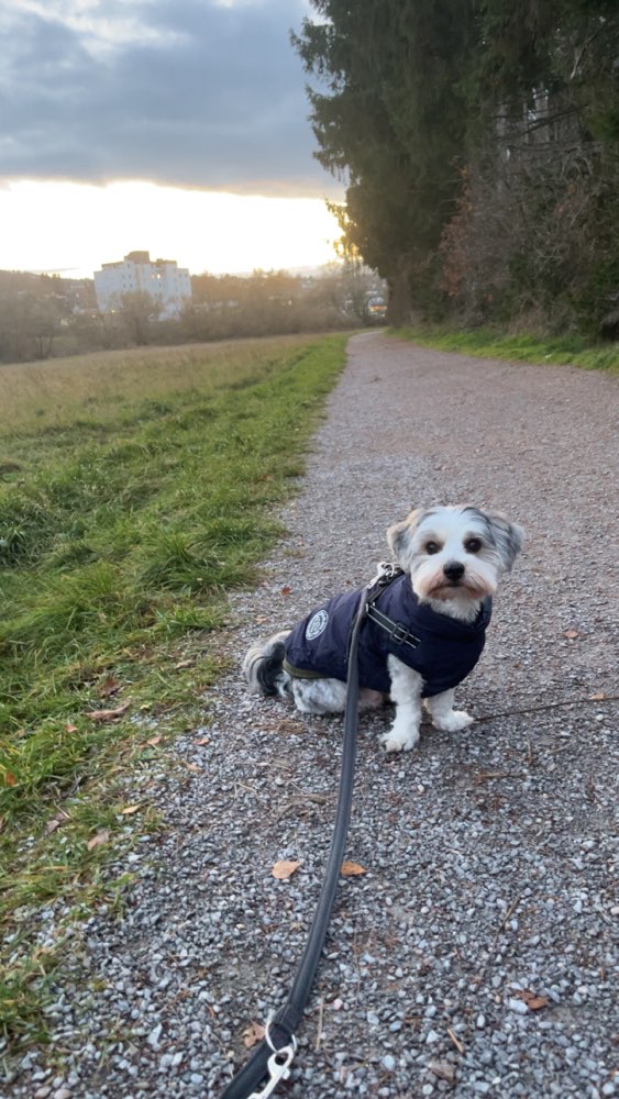 Hundetreffen-Gassi Hilfe 🐶-Profilbild