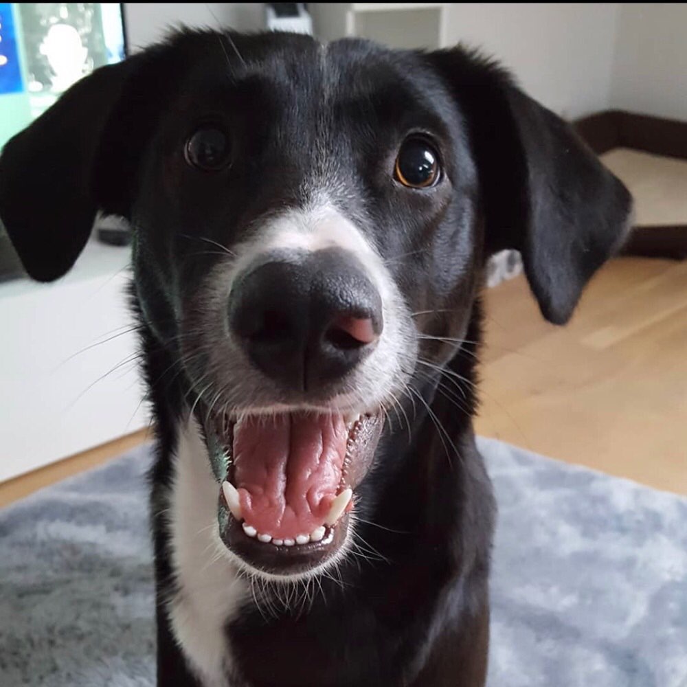 Hundetreffen-Spielrunde/Spaziergang-Profilbild