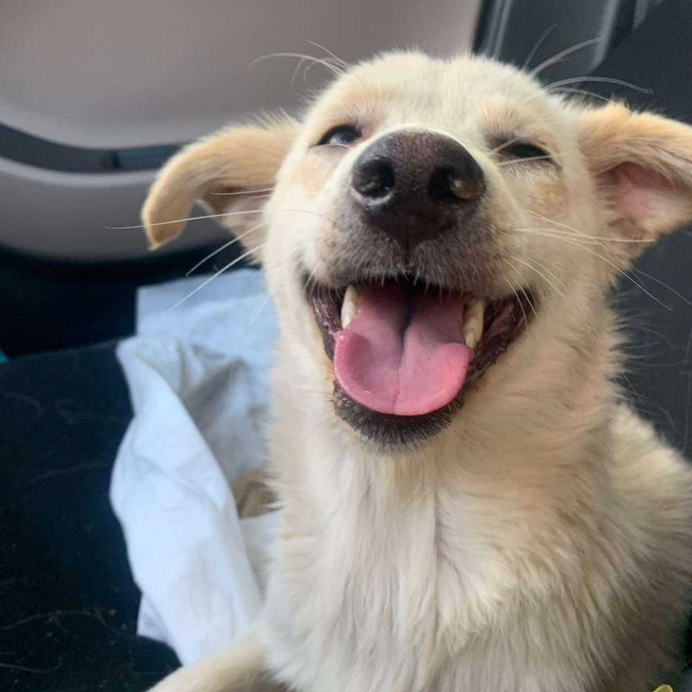 Hundetreffen-Freunde zum Toben für verspielten Hund-Profilbild