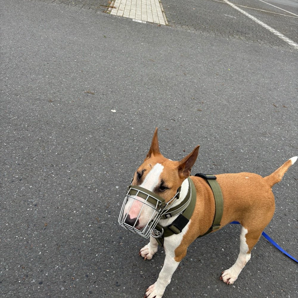 Hundetreffen-Social-Walk/ Hunde Begegnungen-Profilbild