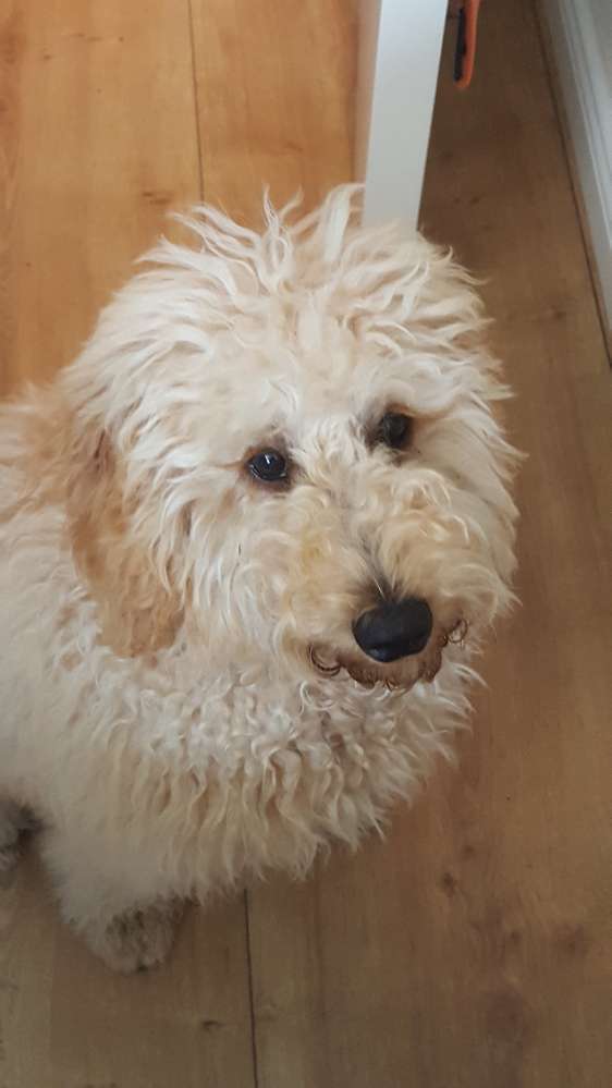 Hundetreffen-Junghunde Spieldate-Profilbild