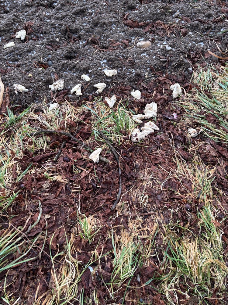 Giftköder-Mögliche Giftköder-Profilbild