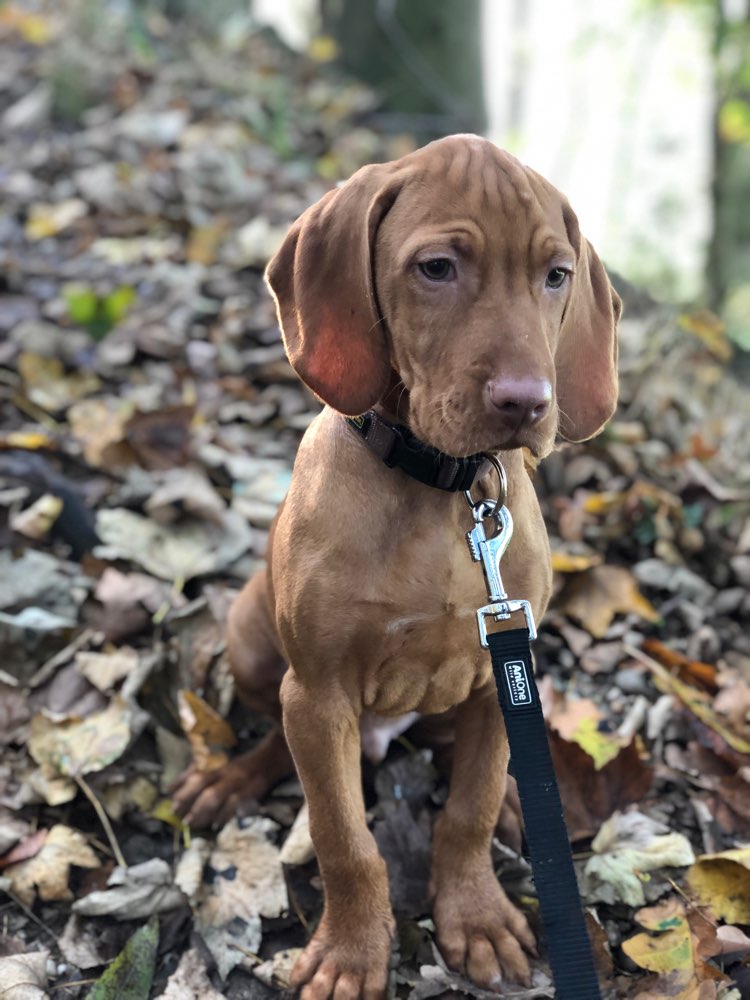 Hundetreffen-Welpentreffen/spielen-Profilbild