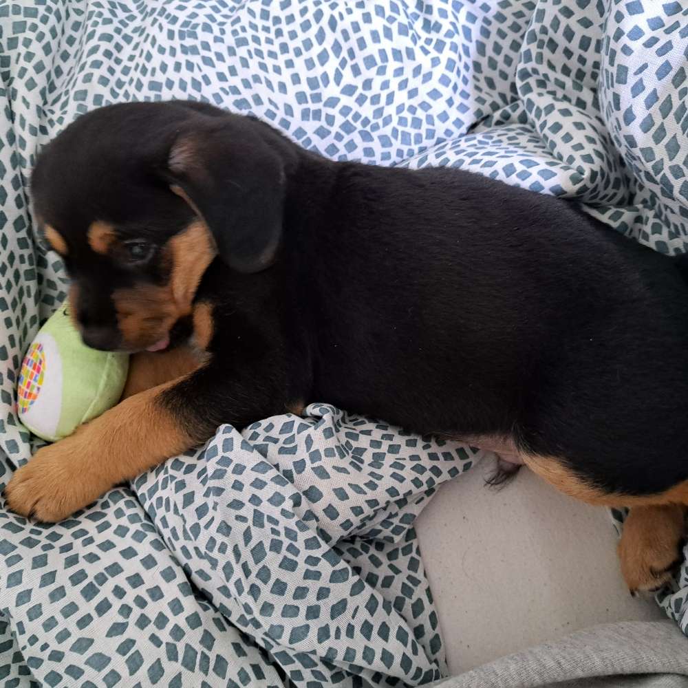 Hundetreffen-Welpentreffen in Wittenau-Profilbild