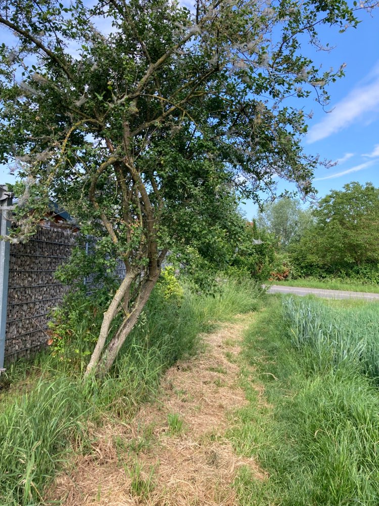 Giftköder-Busch mit Gespinstfalterraupen-Profilbild