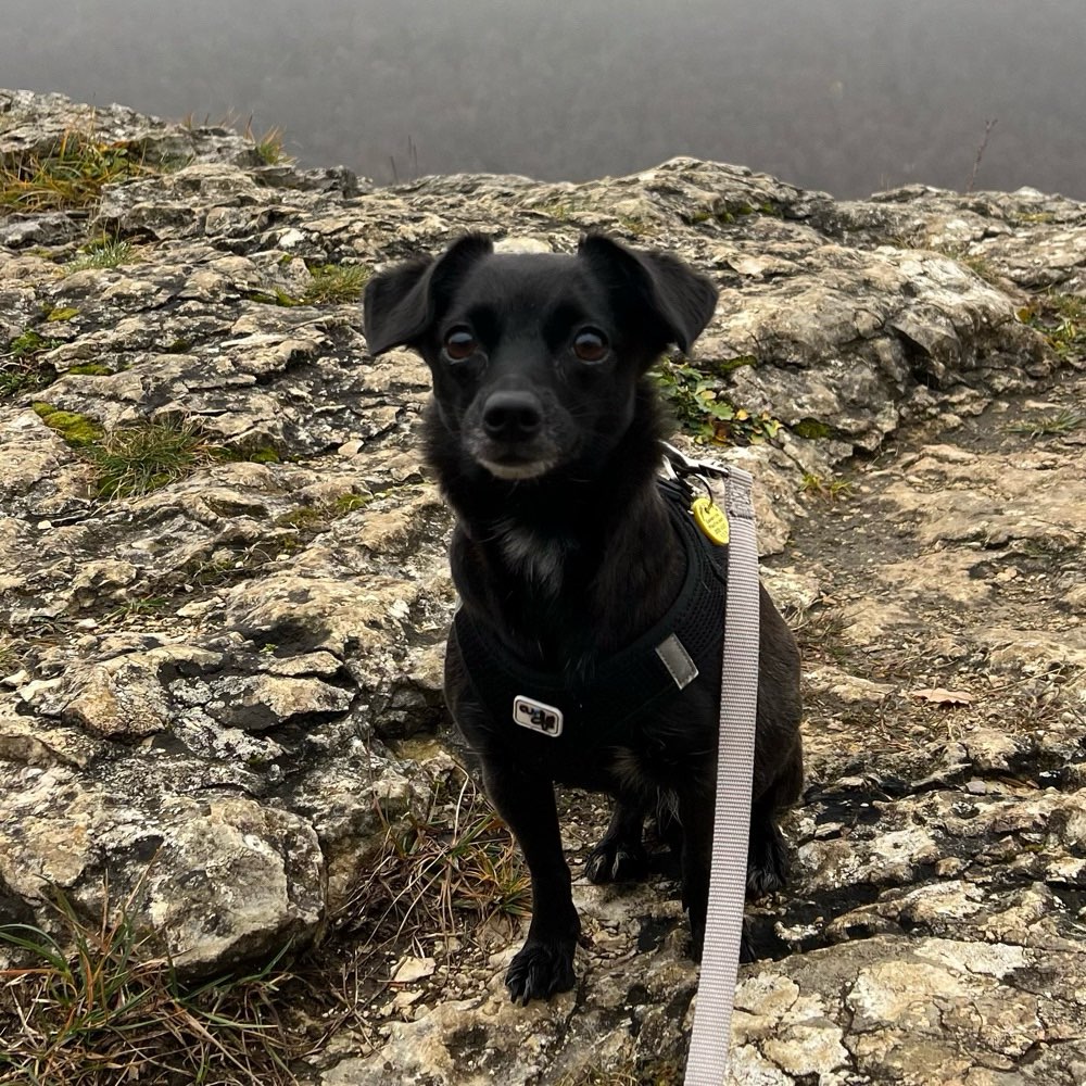 Hundetreffen-Gassi gehen und Freunde kennen lernen-Profilbild