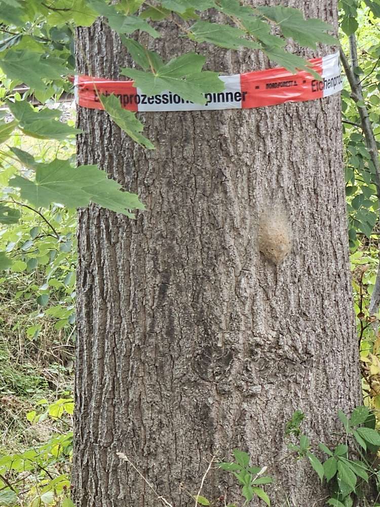 Giftköder-Eichenprozessionsspinner-Profilbild