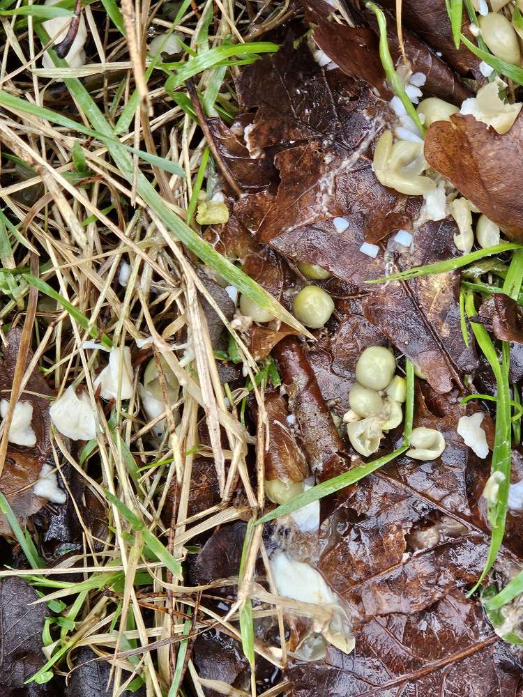 Giftköder-Essensreste, Reis und Erbsen-Profilbild