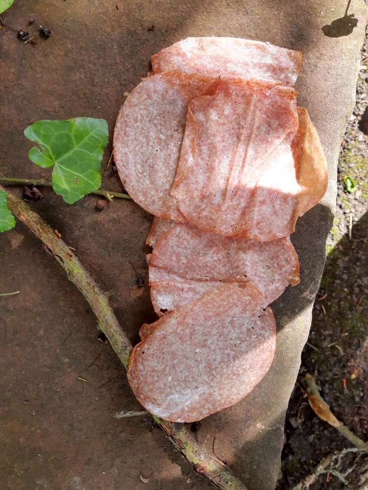 Giftköder-Wurst/Salami im Gebüsch-Profilbild