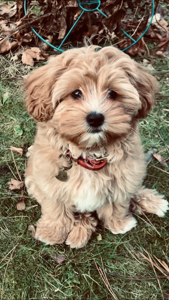 Hundetreffen-Welpen-/Hundetreff Dresdner Heide-Profilbild