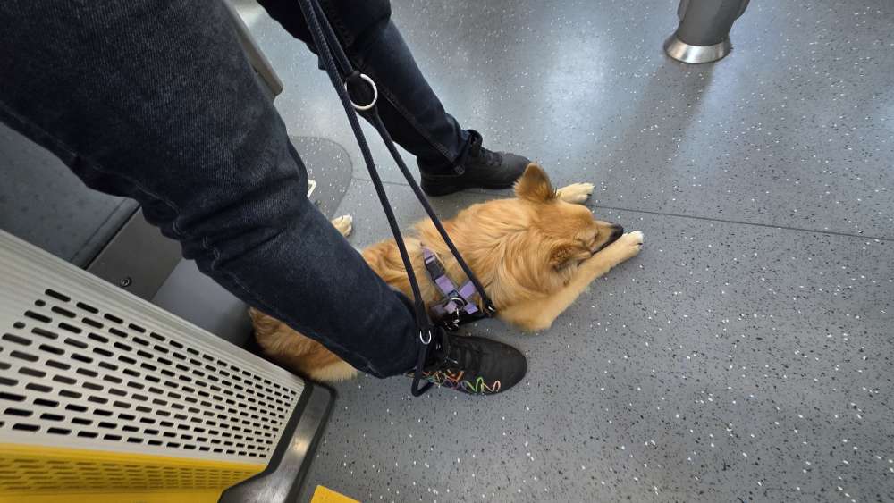 Hundetreffen-gemeinsame Hundezeit-Profilbild