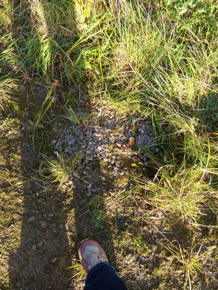 Giftköder-Vermutlich Giftköder Eingang Klimapark-Profilbild