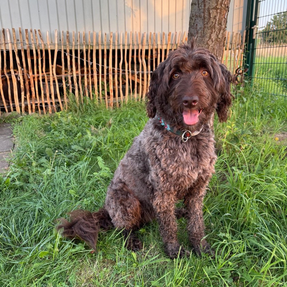Hundetreffen-Gassirunde in Höchberg bei WÜ-Profilbild