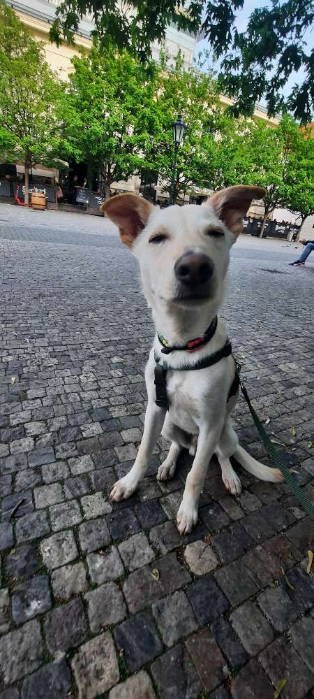 Hundetreffen-Spazieren und oder spielen-Profilbild
