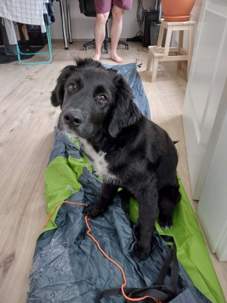 Hundetreffen-Sozialisierung/Spiel/allgemeiner Austausch-Profilbild