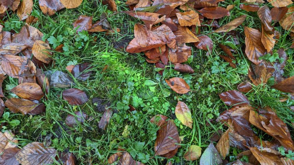 Giftköder-Vielleicht Rattengift-Profilbild