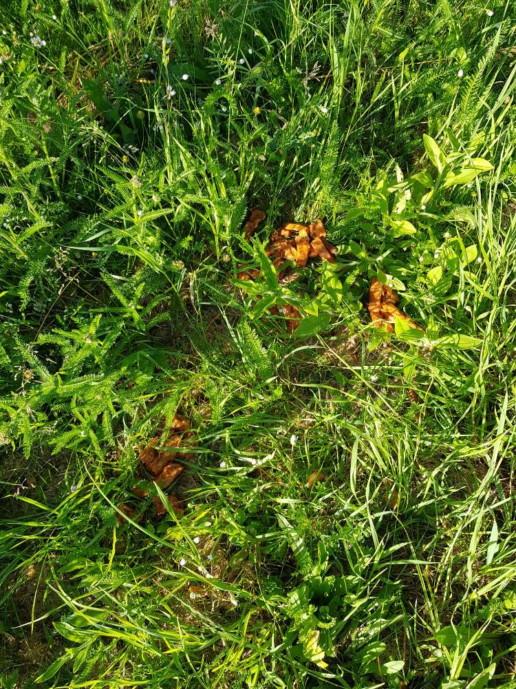 Giftköder-Frechen: Rohes Fleisch im Gras gefunden-Profilbild