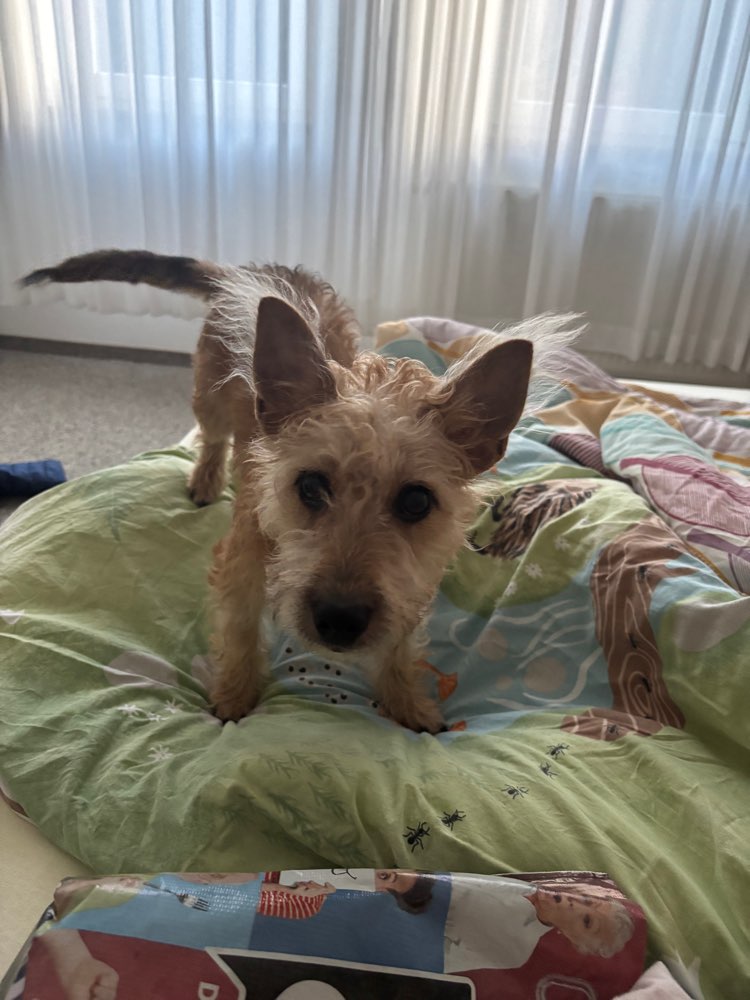 Hundetreffen-Spieltreffen Welpen-Profilbild