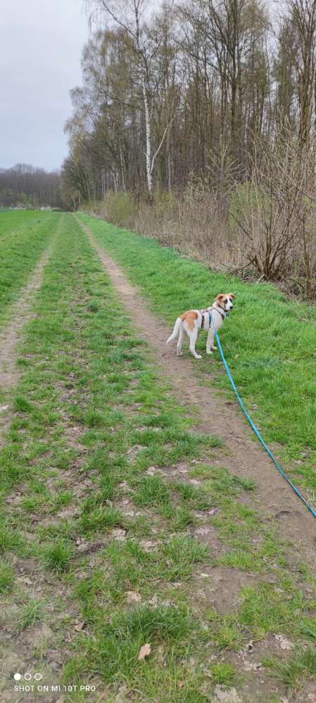 Hundetreffen-Hunde-Runde 🐶😊-Profilbild