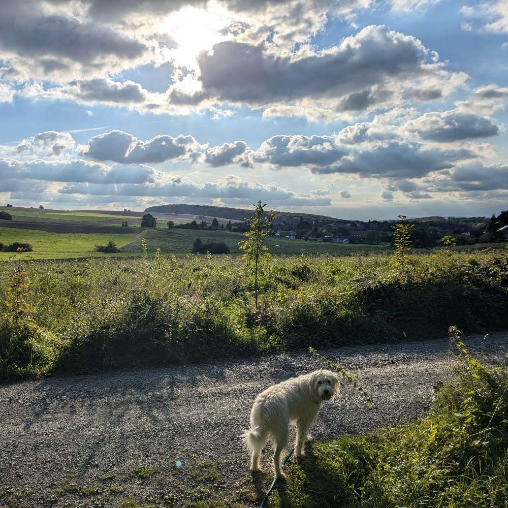 Hundetreffen-Freilauf/Toben in Ronnenberg-Profilbild