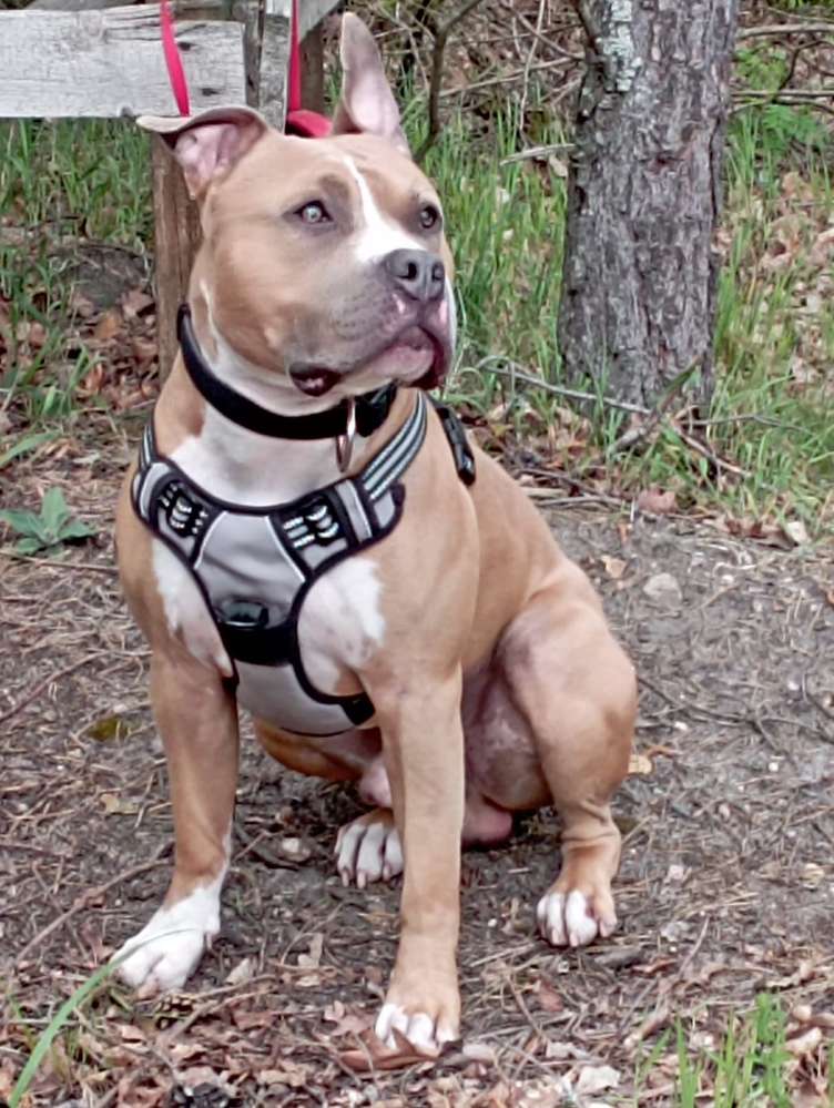 Hundetreffen-Gassirunde mit Training und Spiel-Profilbild