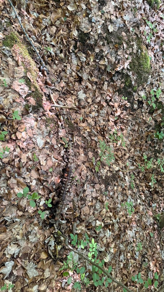 Giftköder-Kadaver im Wald-Profilbild