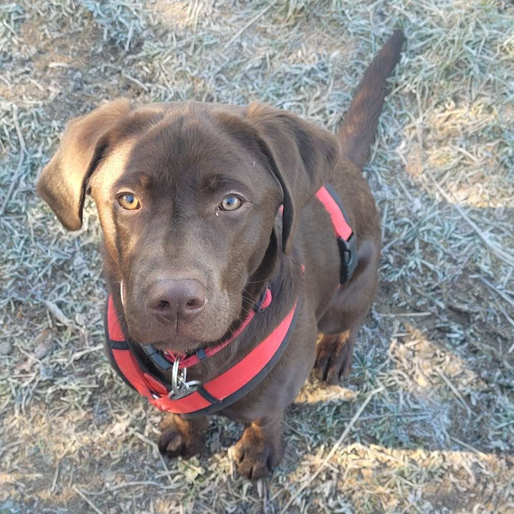 Hundetreffen-Spiel- und Trainingstreffen-Profilbild