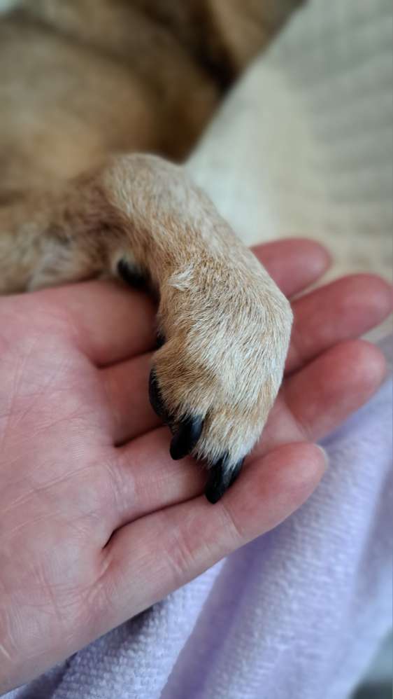 Giftköder-Vergiftet-Profilbild