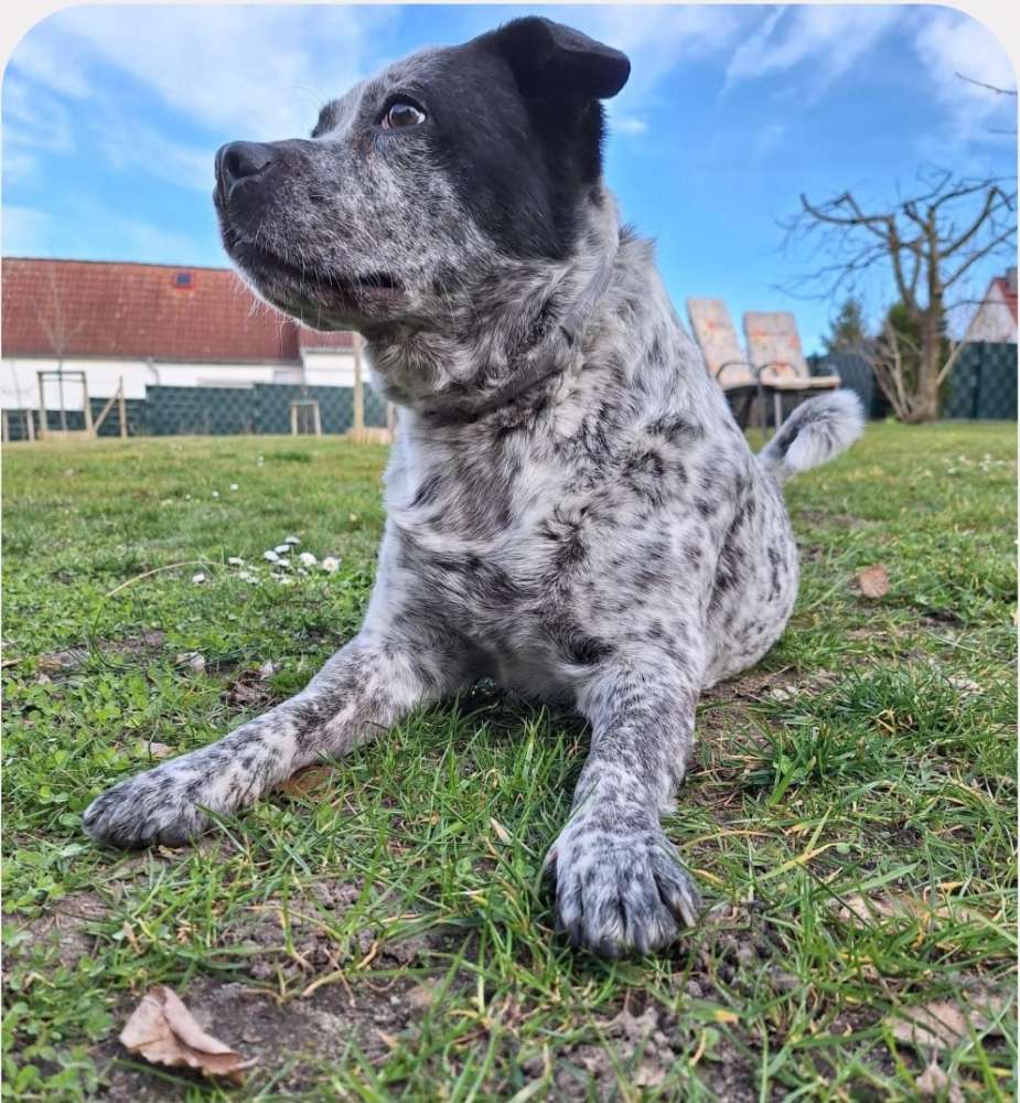 Hundetreffen-Entspanntes Gassi gehe-Profilbild