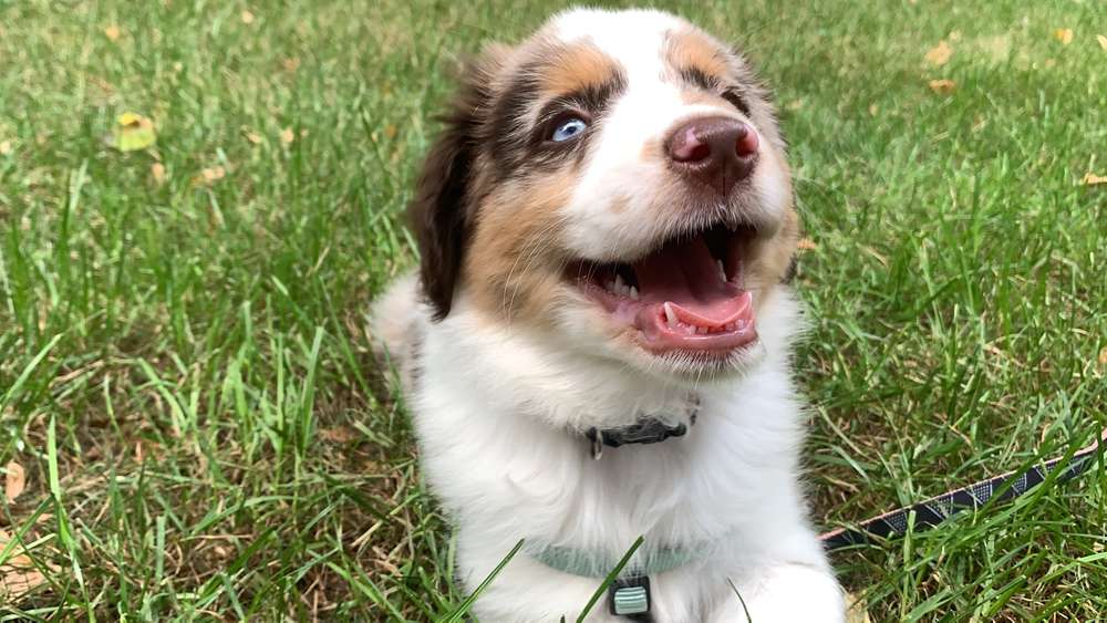Hundetreffen-Playdate in berlin-Profilbild