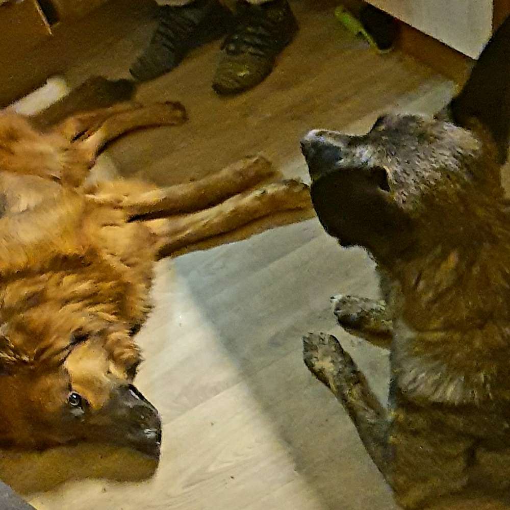 Hundetreffen-Schkeuditz  und Umgebung-Profilbild