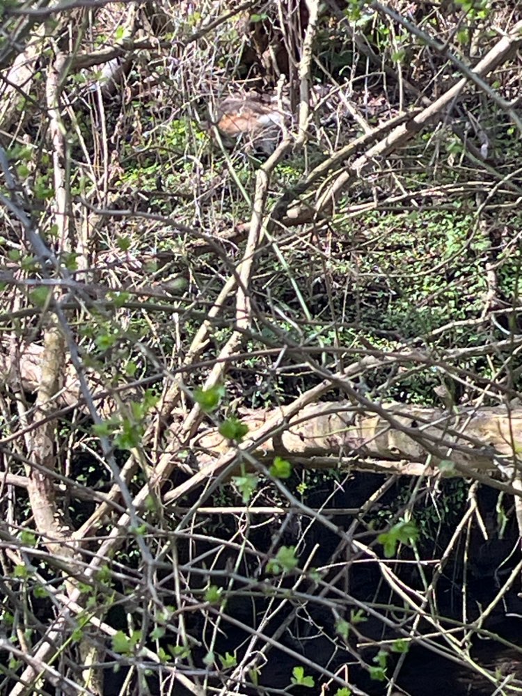 Giftköder-Totes Tier-Profilbild