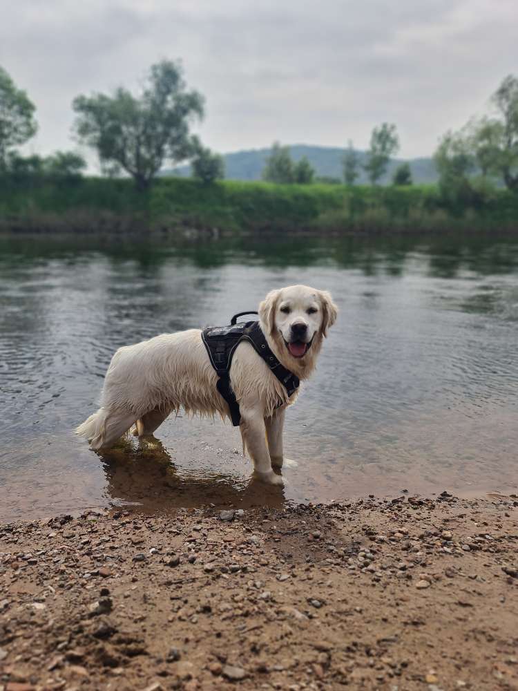 Hundetreffen-Freunde finden-Profilbild