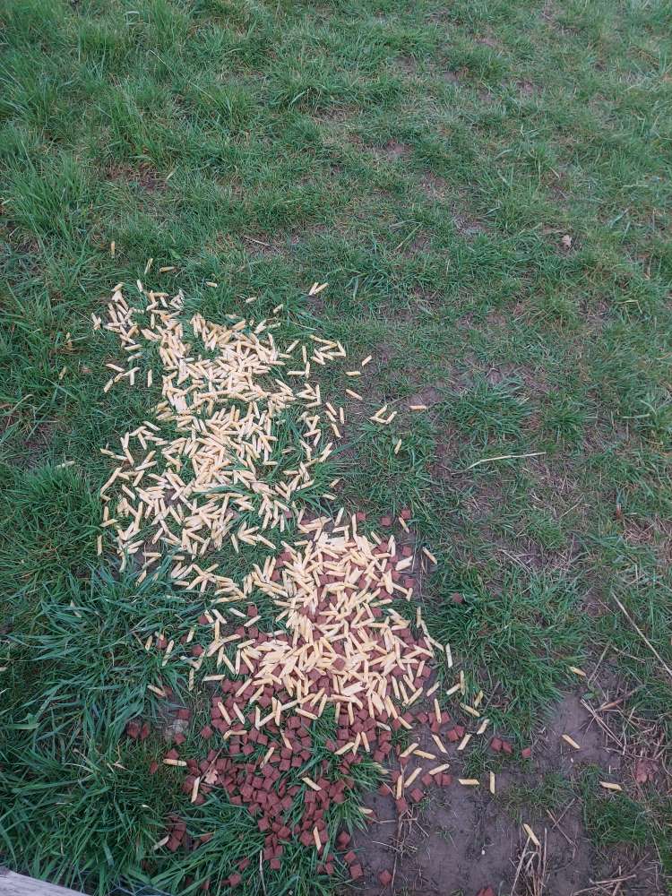 Giftköder-Giftköder-Profilbild