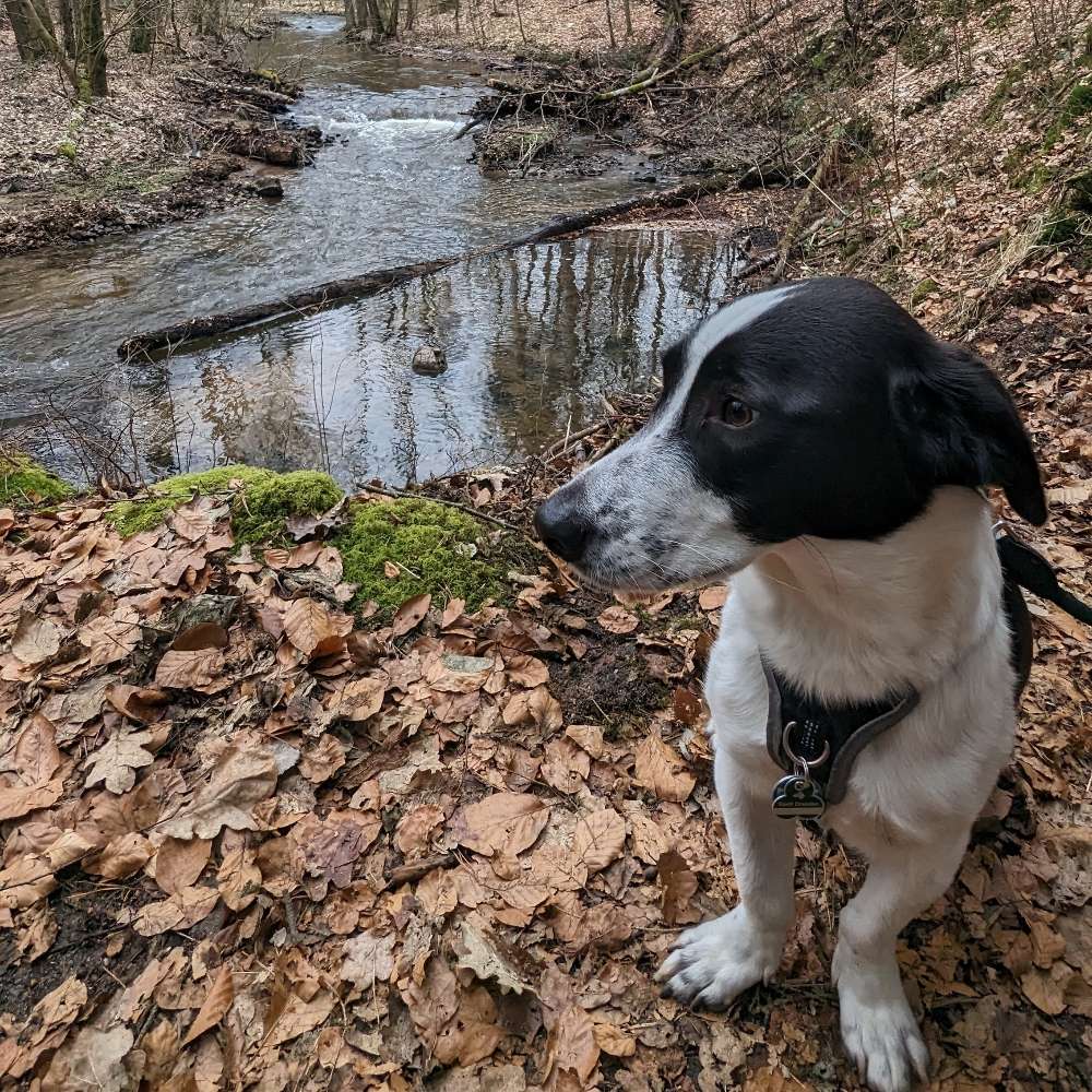 Hundetreffen-Suchen souveräne/n Hundefreund/in zum spielen// Social Walk-Profilbild