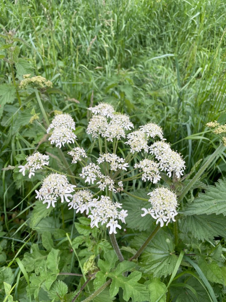 Giftköder-Bärenklau am Rheinufer an der Hundewiese-Profilbild