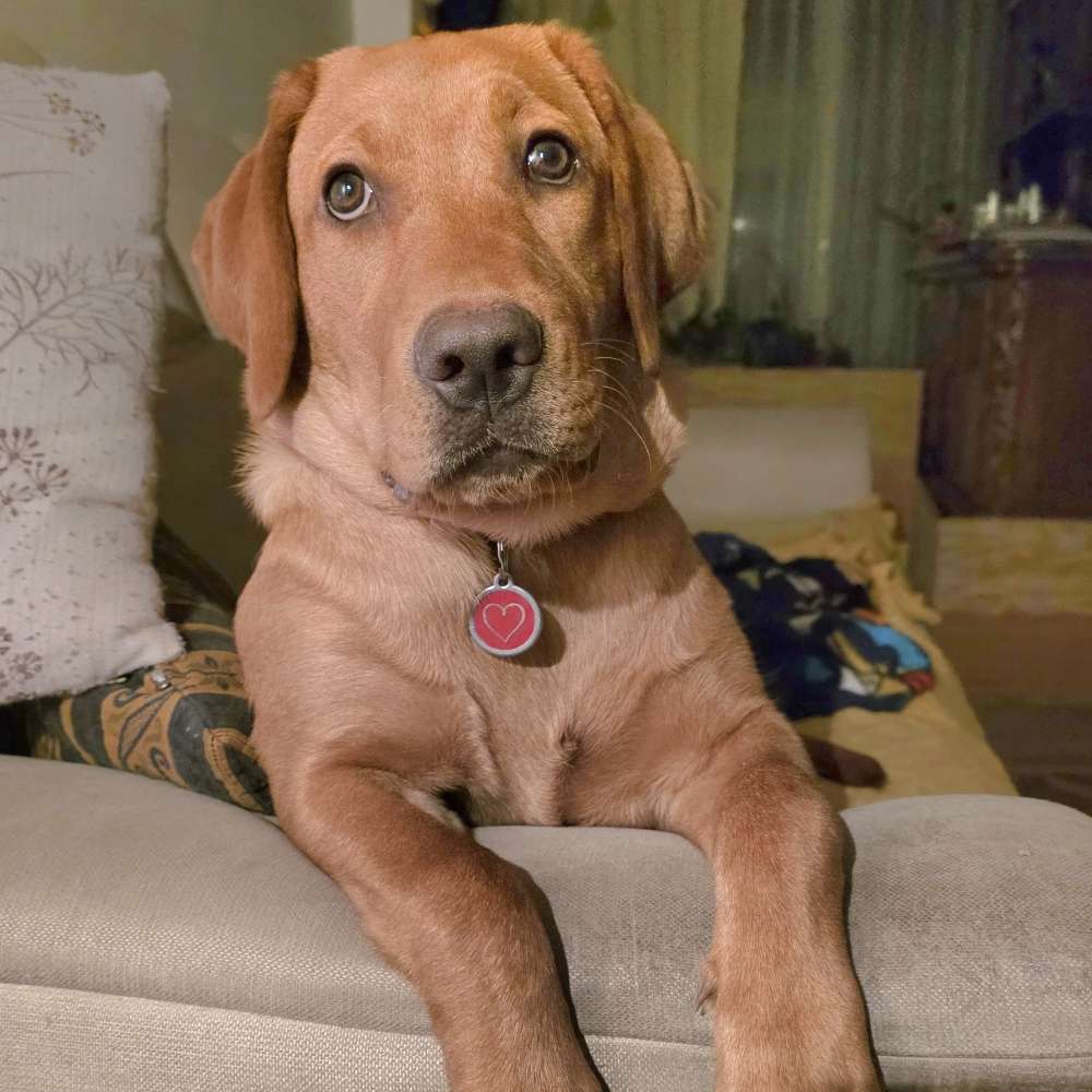 Hundetreffen-Spiel und spass-Profilbild