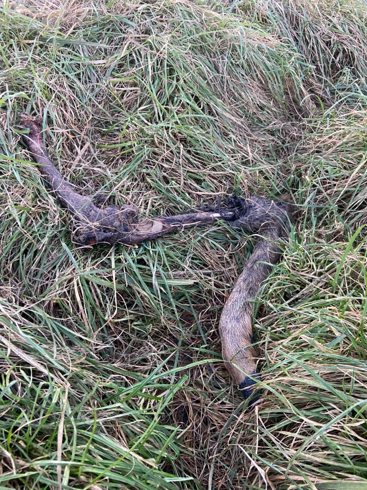 Giftköder-Rehbein-Profilbild