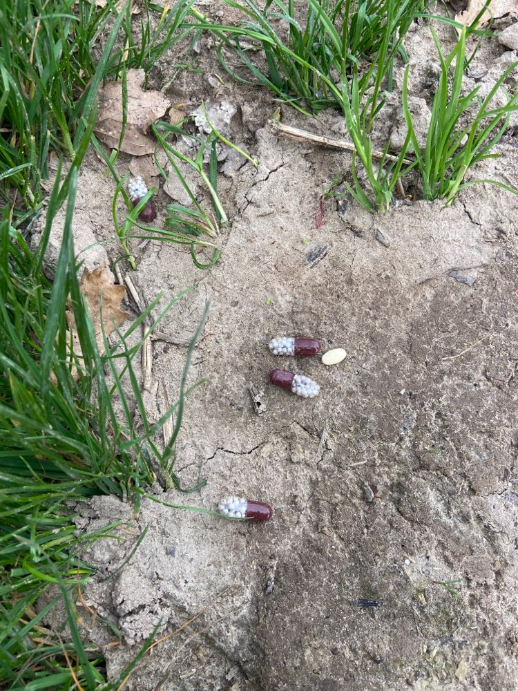 Giftköder-Giftköder-Profilbild