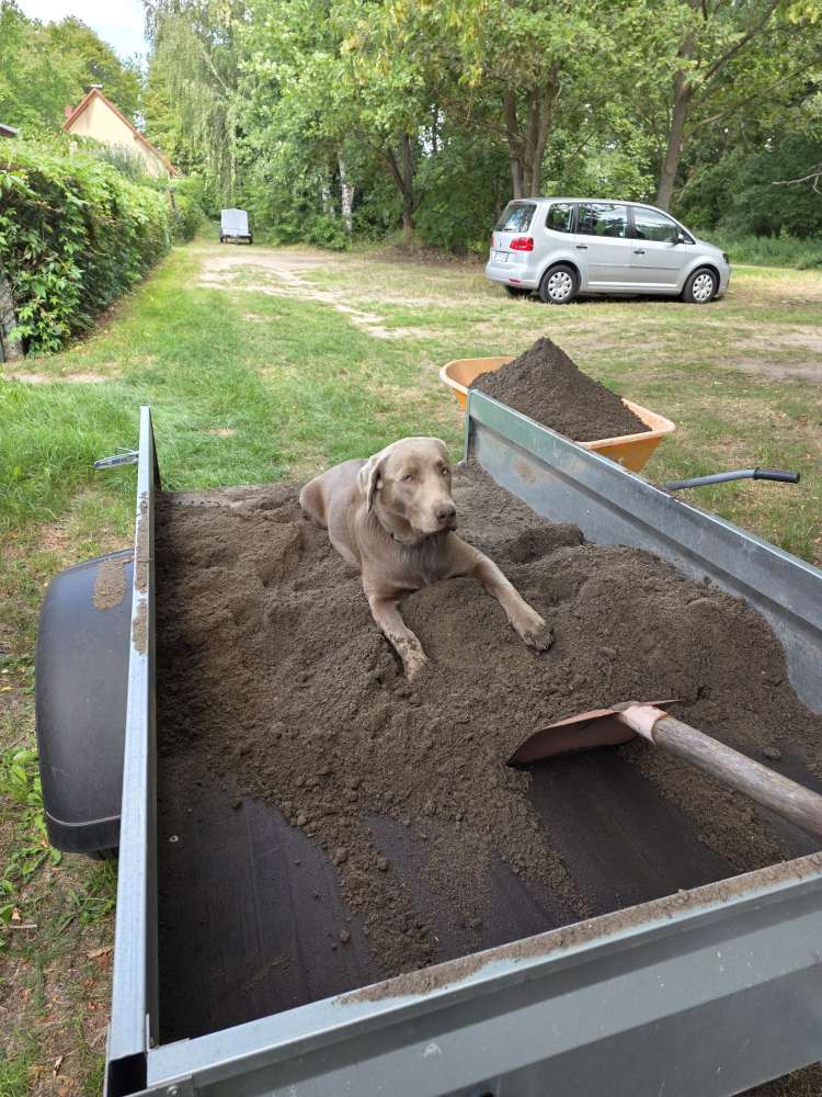 Hundetreffen-Hundetraining Ludwigsfelde-Profilbild