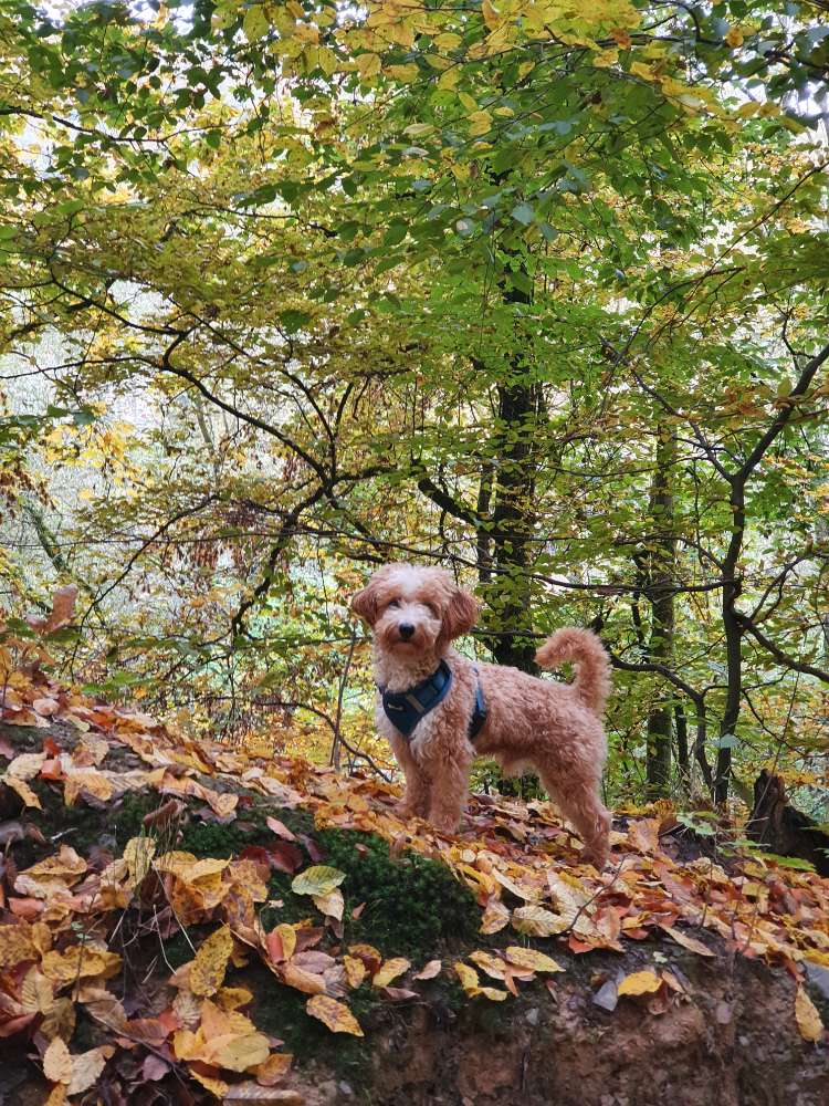 Hundetreffen-Spiel & Gassi Treffen-Profilbild