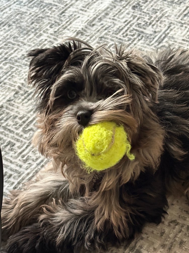 Hundetreffen-kleine Welpen treffen am Michaelibad-Profilbild